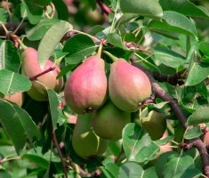 Обрезка груши осенью для хорошего урожая: советы садоводов и подробные инструкции