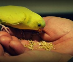 Полезная подборка: 10 вещей, которые нельзя давать есть попугаю