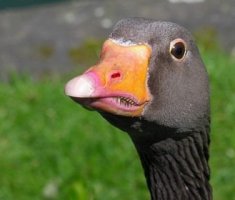 Болезни домашних гусей: признаки и лечение