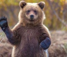 В Хабаровском крае численность медведей увеличилась на 3 тыс. особей