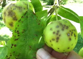 Черные точки на листьях и плодах яблони: почему появляются и как бороться