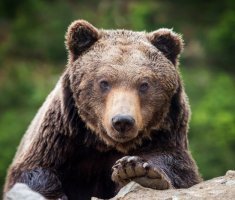 В Калининграде отреставрируют медвежатник