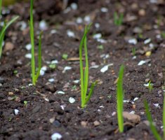 Как вырастить лук-севок из семян-«чернушки»
