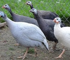 Домашние цесарки: особенности птиц и польза их яиц