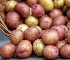 Какими должны быть клубни картофеля, который выдержит подзимнюю посадку