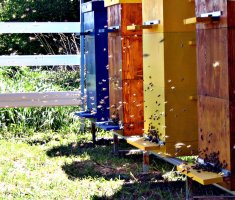 Типы пчелиных ульев: конструкции и характеристика