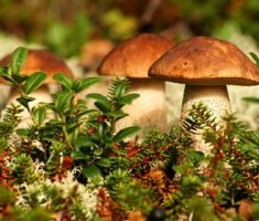 Царство грибов: основные характеристики и особенности