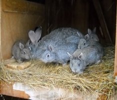 Разведение и содержание кроликов: советы для начинающих