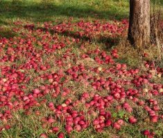 5 вариантов, что можно приготовить с яблочной падалицей