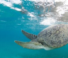 В Тихом океане всплыла 20-метровая черепаха