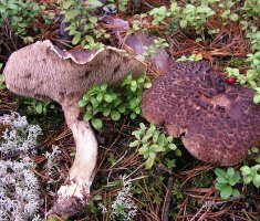 Ежовик: разновидности грибов