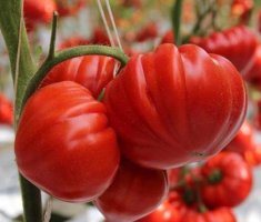 Болезни и вредители томатов, меры борьбы с ними