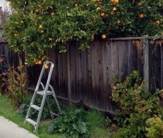 Способы решить проблему с соседскими деревьями, которые мешают вам на участке