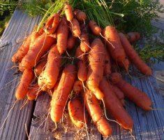 Как самому получить семена моркови и посадить их в грунт