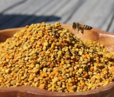 Пчелиная пыльца: полезные свойства, показания и противопоказания