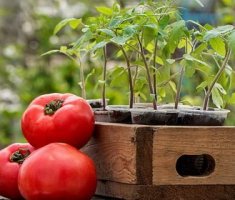 Выращивание рассады помидоров: технология посадки и ухода