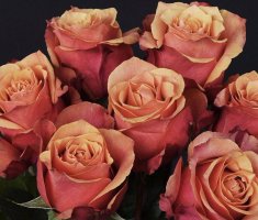 Выращивание саженца из букетной розы: методики черенкования