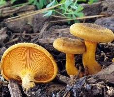 Говорушки: описание съедобных и несъедобных грибов