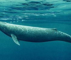 Возвращение гигантов: учёные сообщили о восстановлении популяции горбатых китов