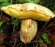 Полубелый гриб или желтый боровик