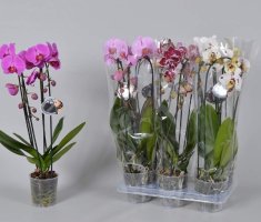 Как выбрать орхидею, чтобы она не погибла через неделю после покупки