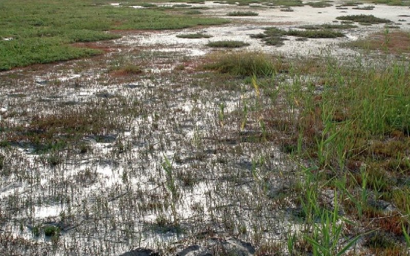 Причины вторичного засоления почв: почему происходит при орошении и борьба с ним