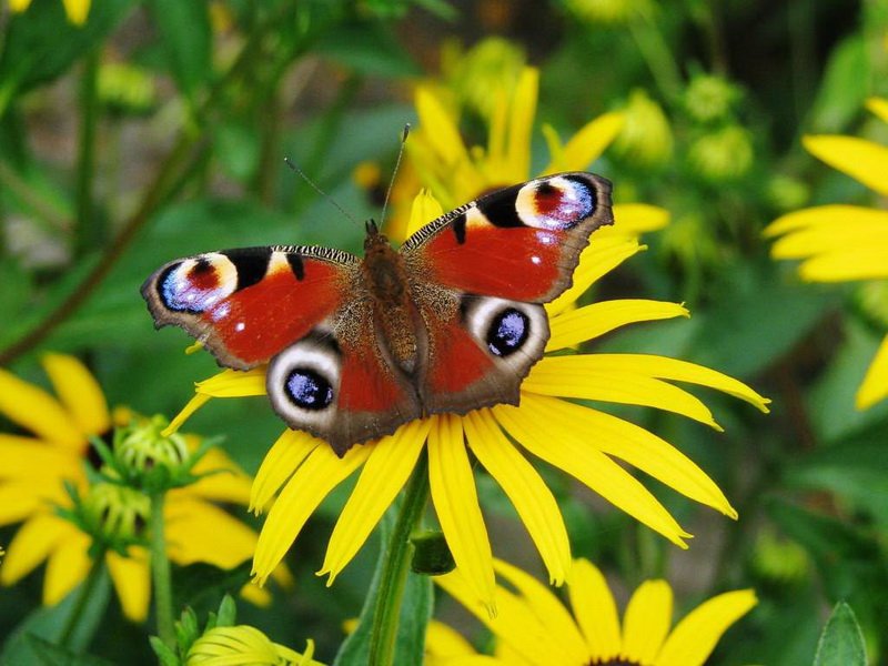 Бабочка "Павлиний глаз"