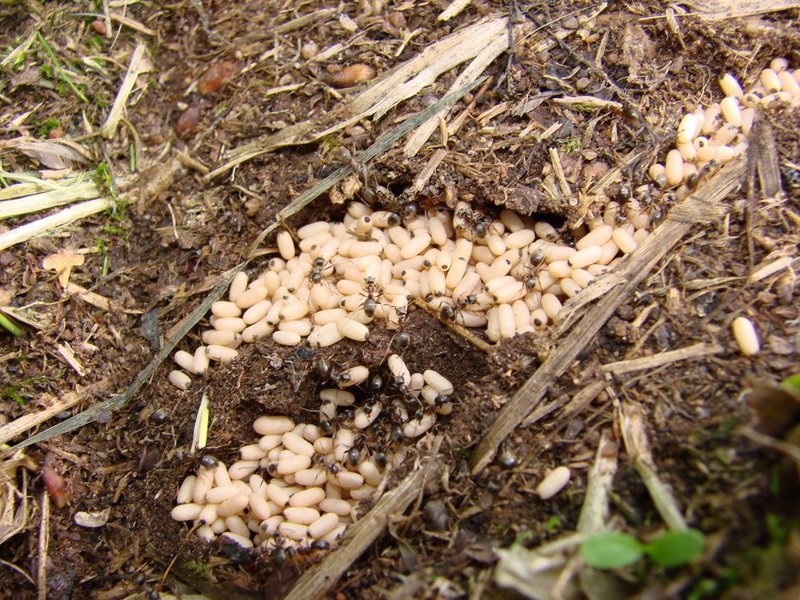 Личинки муравья