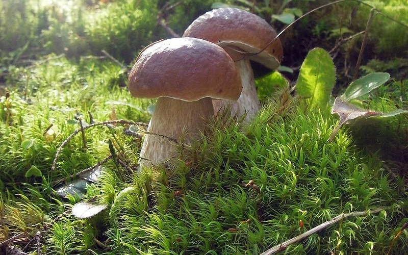 Дубовые разновидности белых грибов (Boletus edulis f. quercicola) и её фото