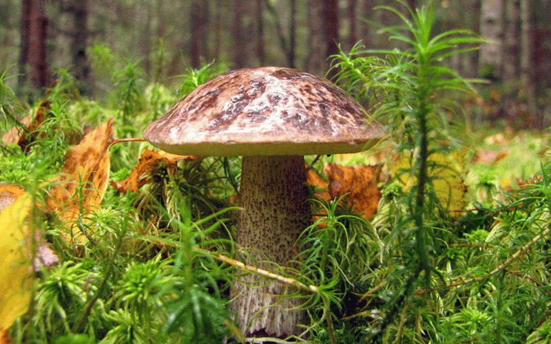  Какие еще грибы подберезовики существуют? фото