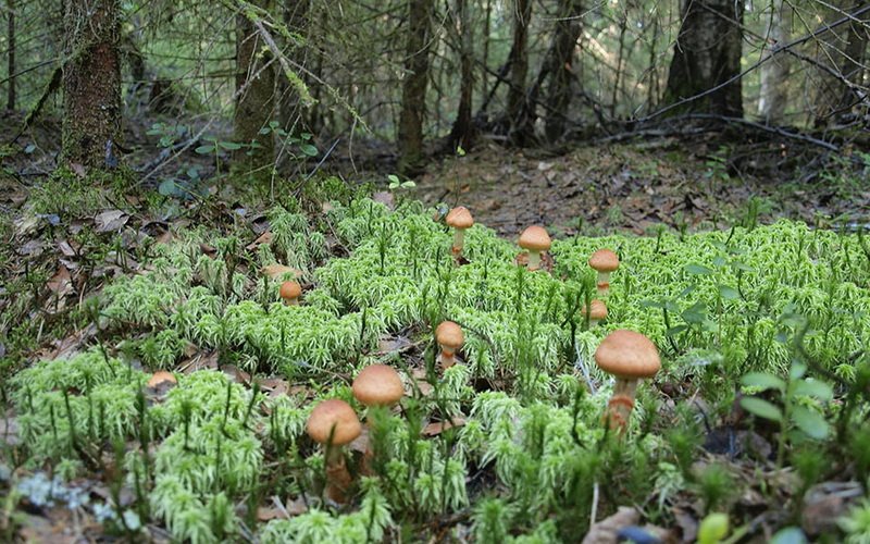 Другие съедобные грибы паутинники: фото и описание