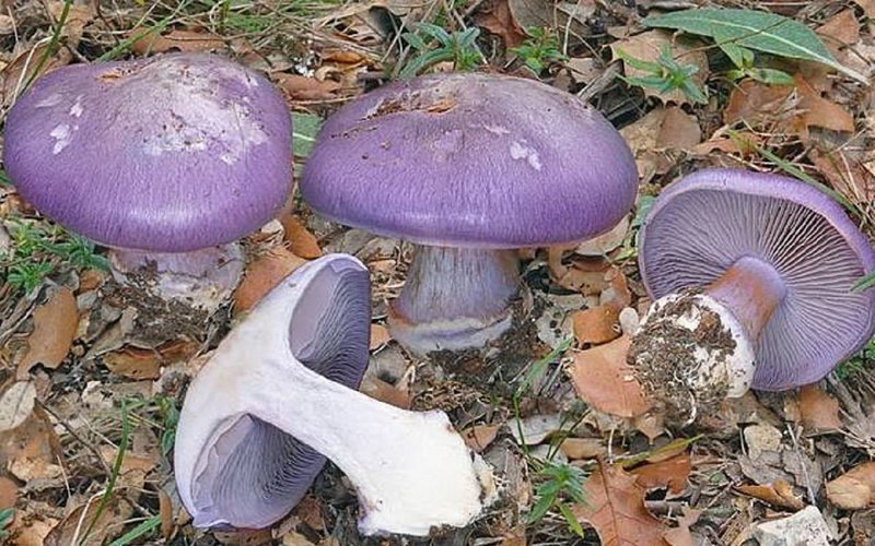 Гриб паутинник бело-фиолетовый на фото