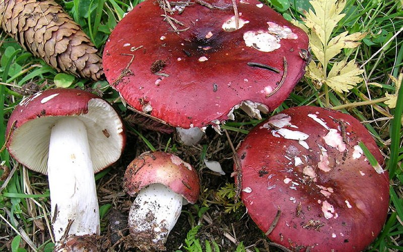 Какие грибы сыроежки винно-красные