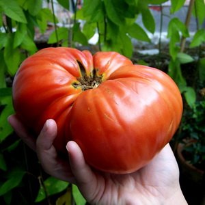 Как самостоятельно получить семена томатов и сладкого перца