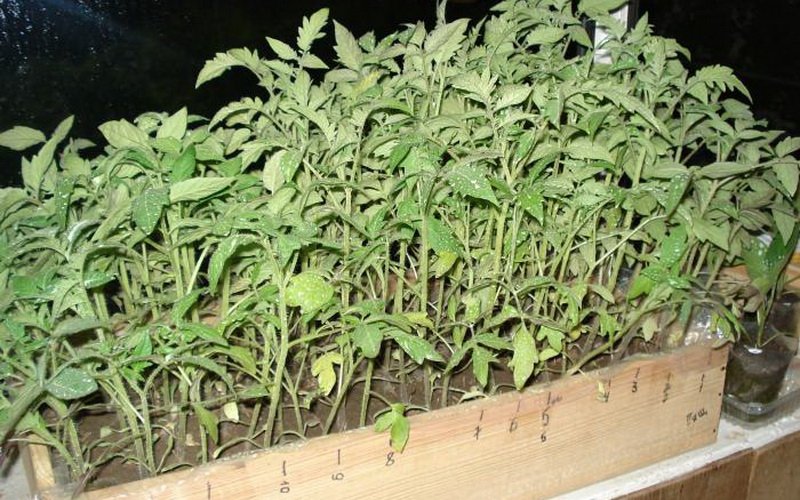 Выращивание рассады из семян в домашних условиях (с фото и видео) фото