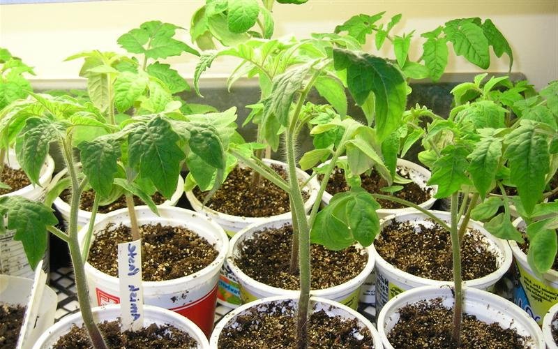 Как вырастить хорошую рассаду томатов в домашних условиях (с видео)