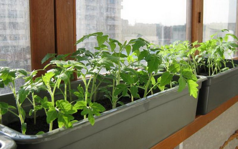 Как вырастить крепкую и здоровую рассаду помидоров из семян дома на подоконнике