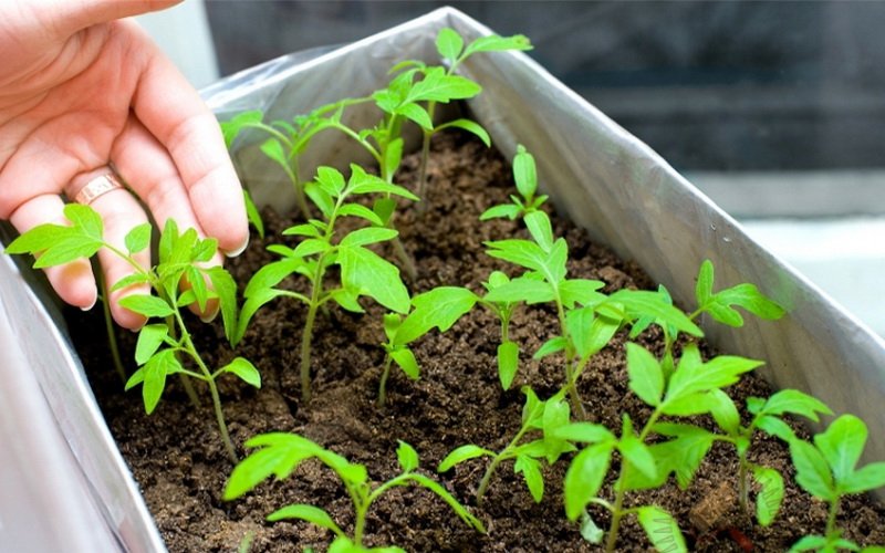 Технология выращивания рассады томатов: пикировка