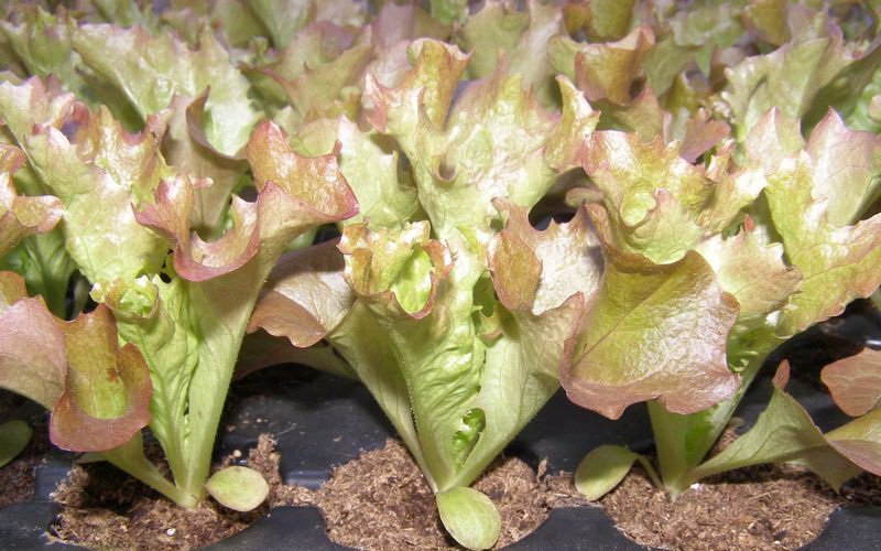 Способы выращивания кочанного салата рассадой