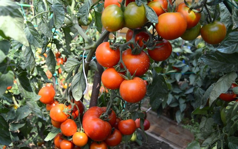 Условия и технология выращивания томатов в открытом грунте