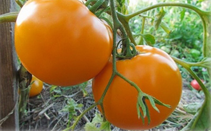 Лучшие желтые сорта томатов и их фото