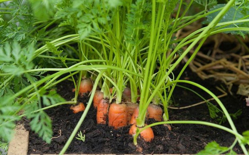 Технология выращивания моркови: посадка семян в открытый грунт (с видео)