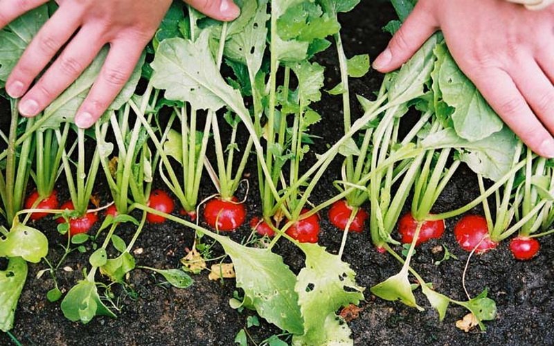 Условия и агротехника выращивания редиса