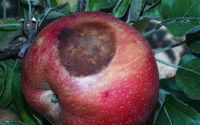 Болезнь фруктовых деревьев плодовая гниль: фото и лечение 