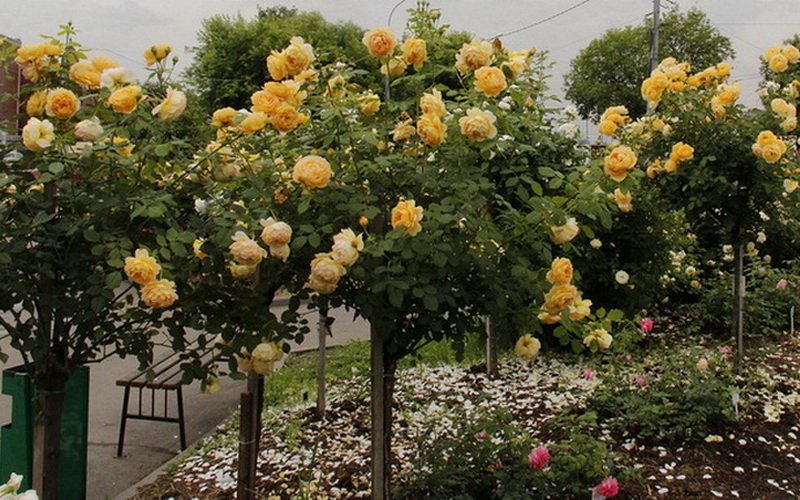 Штамбовые розы в ландшафтном дизайне сада (с фото)