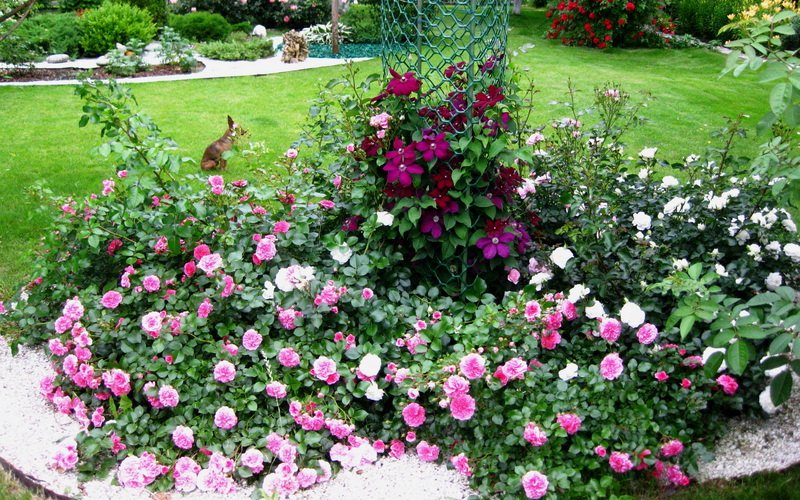 Розы почвопокровные в саду (фото)