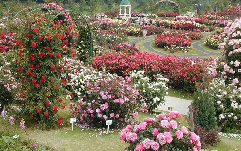 Розы почвопокровные в парке (фото)