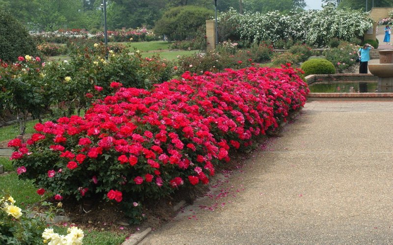 Парковые розы в ландшафтном дизайне дачного участка на фото