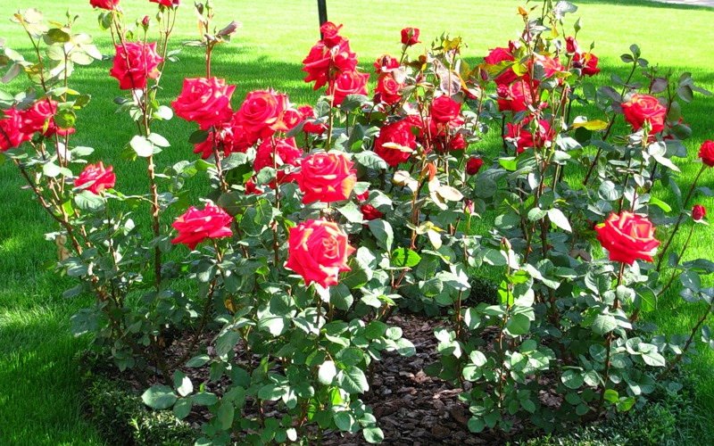 Розы в дизайне вашего сада: оформление клумбы (с фото)