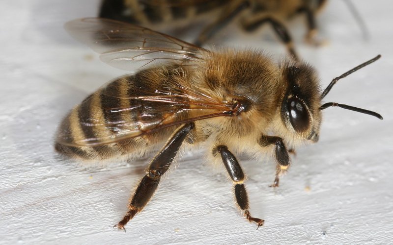 Итальянская порода пчел: фото и описание